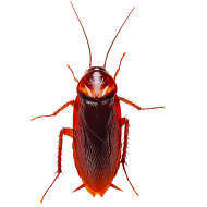Cockroach Insect Transparent Free PNG