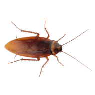 Cockroach Insect Transparent Images