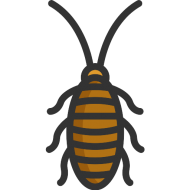 Cockroach Insect Transparent PNG