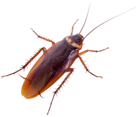 Cockroach PNG Free File Download