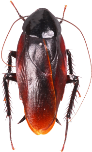 Cockroach PNG HD Quality