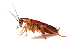 Cockroach PNG Images HD