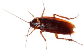 Cockroach Transparent Image