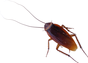 Cockroach Transparent Images