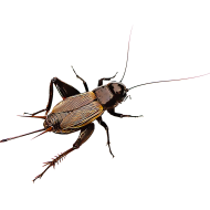Cricket Insect PNG Images HD