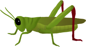 Cricket Insect PNG Photos