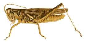 Cricket Insect Transparent Free PNG
