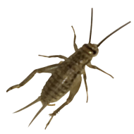 Cricket Insect Transparent Images