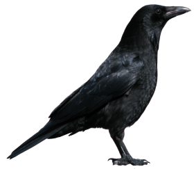 Crow Face Bird PNG