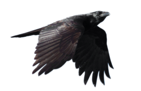 Crow Feather Flying PNG