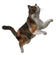 Cute Cat Full HD PNG  Download