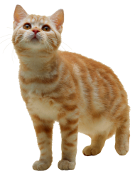 Cute Cat Full HD PNG Image