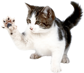 Cute Cat Full HD PNG Images Download