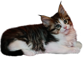 Cute Cat PNG Download For Picsart