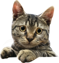 Cute Cat PNG Download Full HD