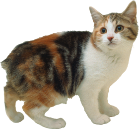 Cute Cat PNG Download HD For Editing