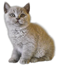 Cute Cat PNG Full HD Download