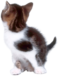 Cute Cat PNG Images Download For Editing