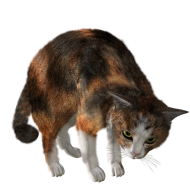 Cute Cat PNG Images Download For Photoshop