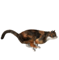 Cute Cat PNG Images Download Hd