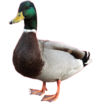 Cute Mallard Little Duck Transparent PNG