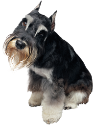 Cute Puppy Pets Dog PNG Images hd