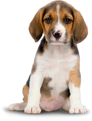 Cute Sad Puppy Sitting Dog PNG Images