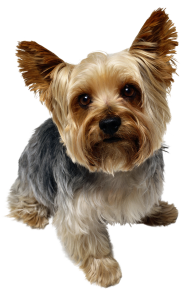 Cute Small Puppy Pet Dog PNG Images