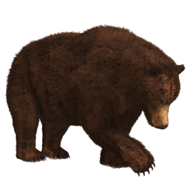 Dark Brown Bear Transparent PNG 1