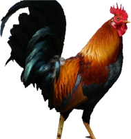 Dark Brown Cock Transparent PNG