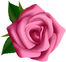 Dark Pink Rose Flower PNG  Download