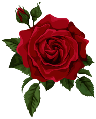 Dark Red Rose Flower PNG Download