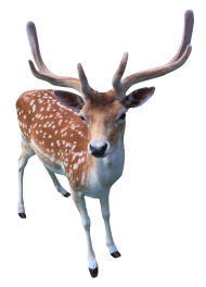 Deer Transparent PNG Free download HD