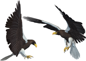 Diving Eagle PNG HD Quality Download