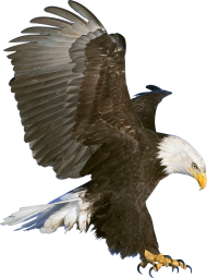 Diving Eagle Transparent PNG HD