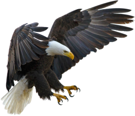 Diving Eagle Transparent PNG Image