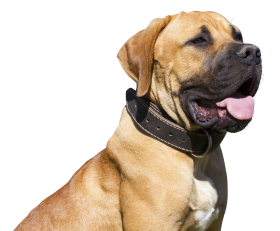 Dog  Face Transparent PNG Images
