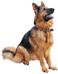 Dog German Shepherd PNG Download