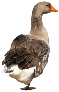 Duck Clipart Transparent PNG