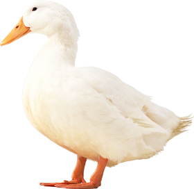 Duck White Transparent PNG