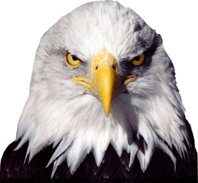 Eagle PNG Clipart Png Full HD