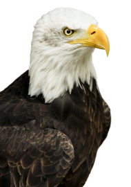 Eagle Transparent Background Hd