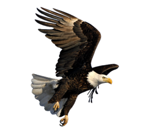 Eagle Transparent Free PNG Hd