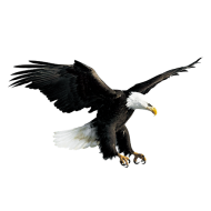 Eagle Transparent Images HD Download