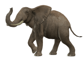 Elephant Background PNG Image