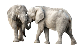 Elephant Fight Png Images Download