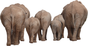 Elephant Group  PNG Images Download