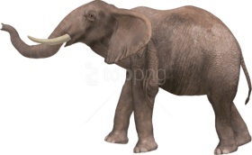 Elephant PNG HD Quality Download