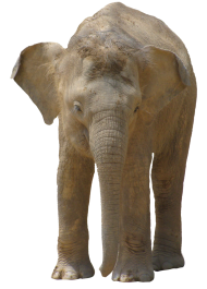 Elephant Png Images Download HD