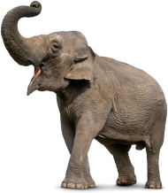 Elephant Png Images Full HD Download